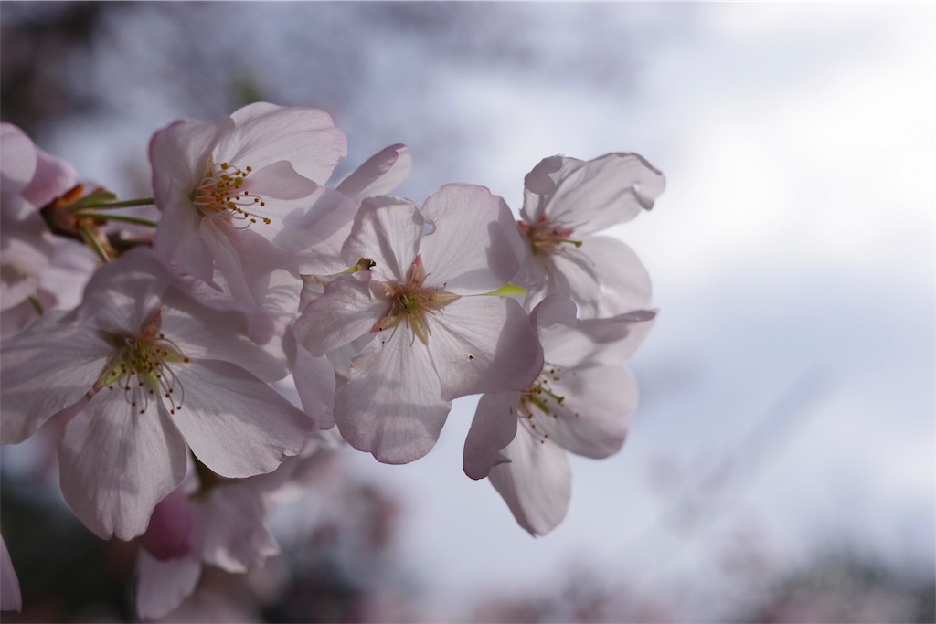 f:id:fiyalzha:20190403214720j:image