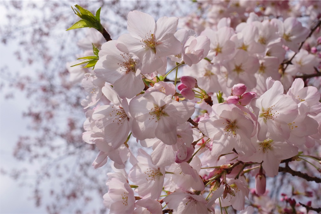 f:id:fiyalzha:20190403214730j:image