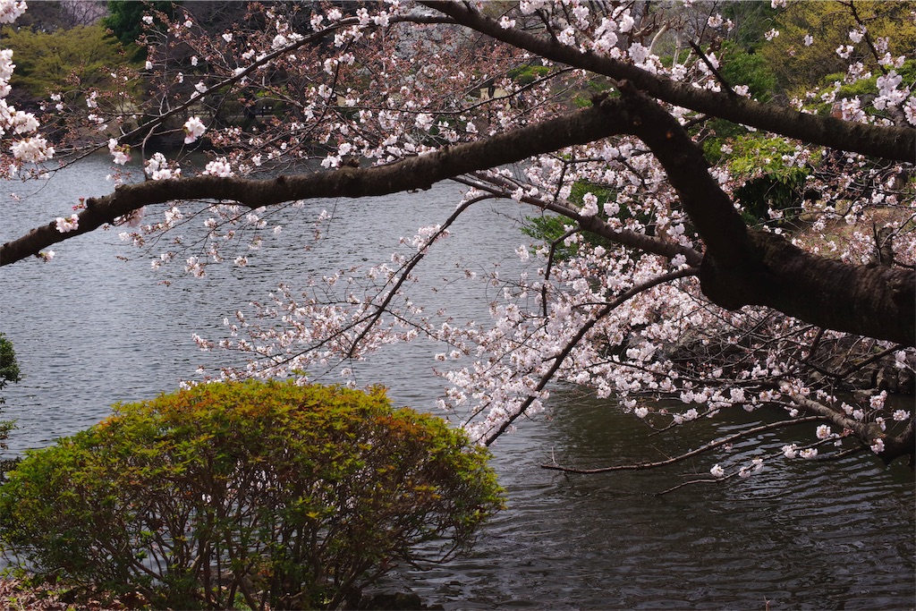 f:id:fiyalzha:20190403214734j:image