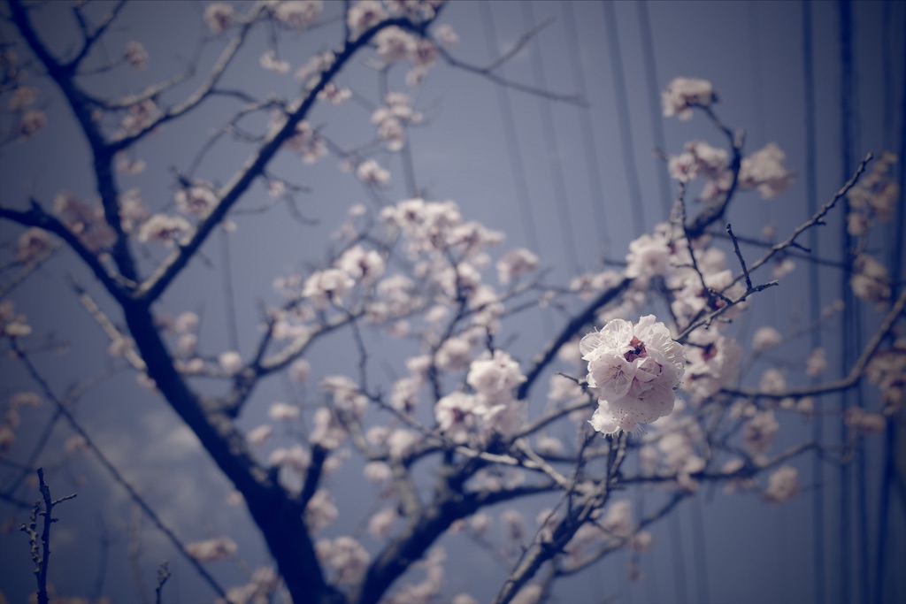 f:id:fiyalzha:20200312174257j:image