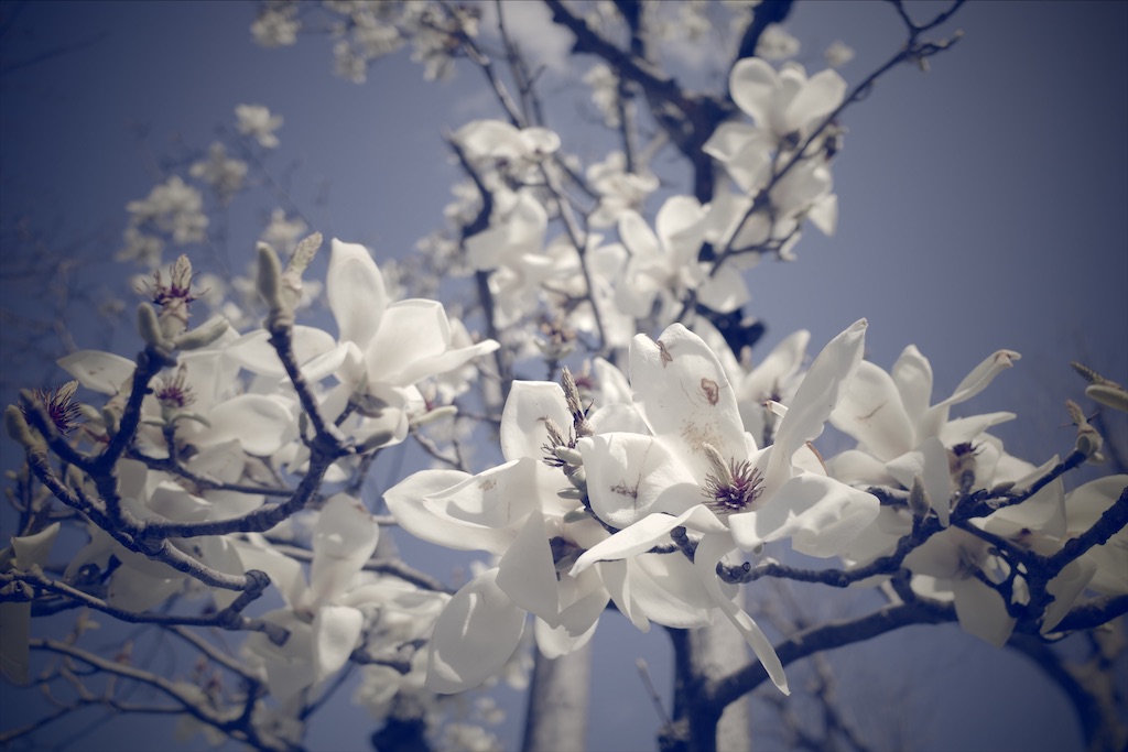 f:id:fiyalzha:20200312174304j:image