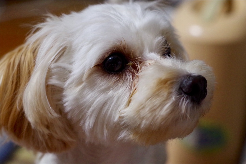 f:id:fizz0728:20180726162639j:image