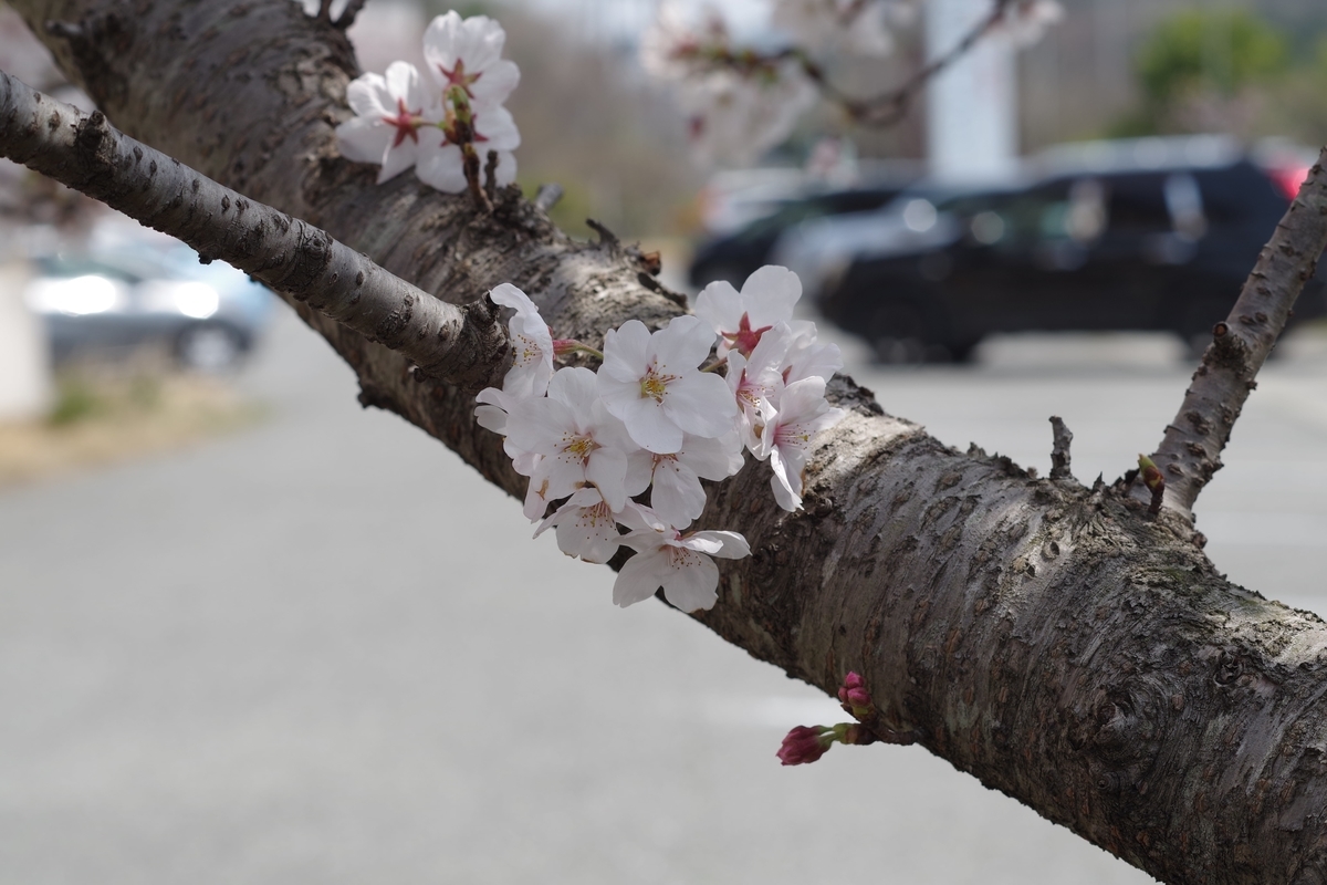 f:id:fizz0728:20190414120127j:plain