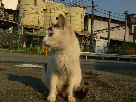 猫と廃墟