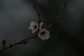 なぜか桜