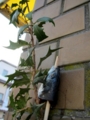 f:id:fjosh524:20120204214734j:image:medium f:id:fjosh524:20120204214734j:image:medium