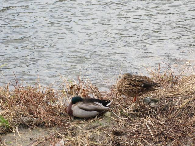 f:id:fjosh524:20150109131037j:image:w360 f:id:fjosh524:20150109131037j:image:w360