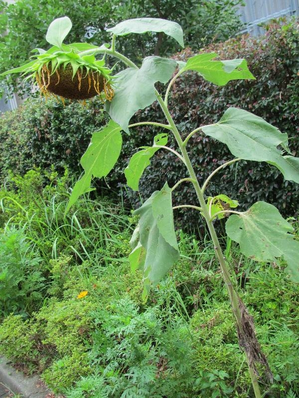 f:id:fjosh524:20150819152056j:image:w180