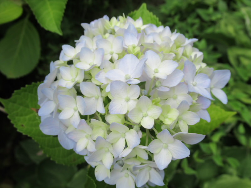f:id:fjosh524:20200610111316j:plain f:id:fjosh524:20200610111316j:plain