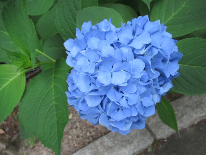 f:id:fjosh524:20200610114408j:plain f:id:fjosh524:20200610114408j:plain