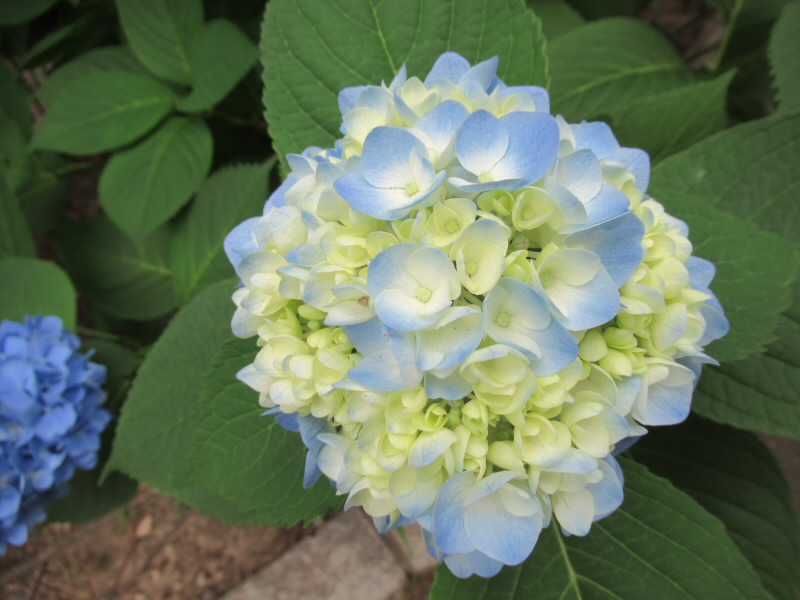 f:id:fjosh524:20200610114412j:plain f:id:fjosh524:20200610114412j:plain