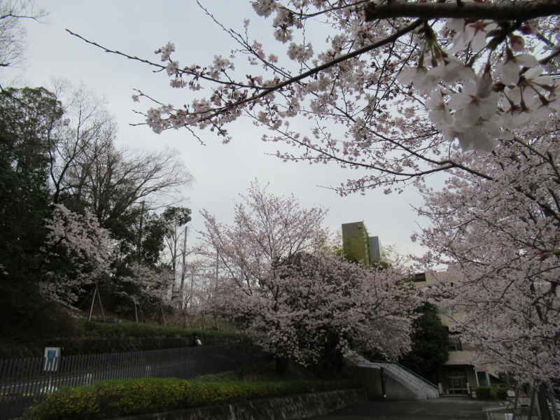 f:id:fjosh524:20220401065904j:plain