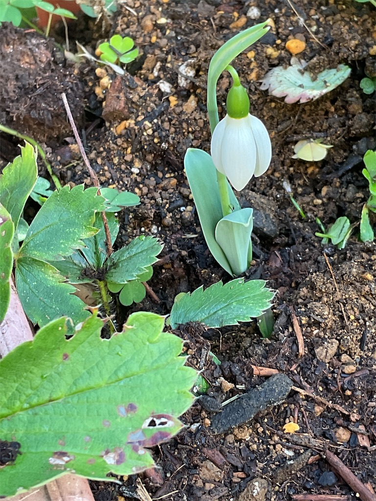 f:id:fjsmmk01:20251126101237j:image