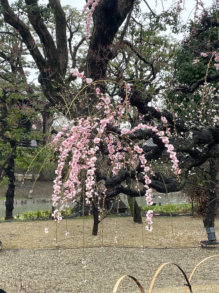 f:id:fkamome:20240226173518j:image
