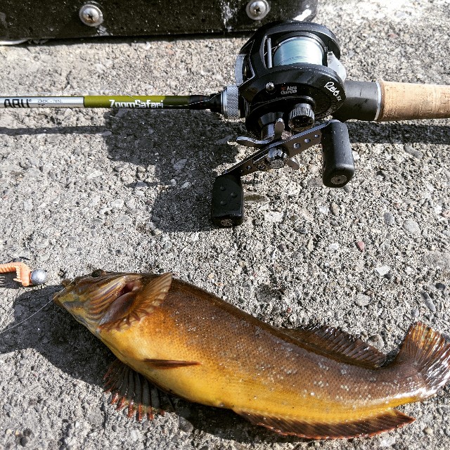 魚の名前 ちーふく釣り日記