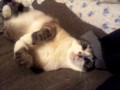 20110525234133