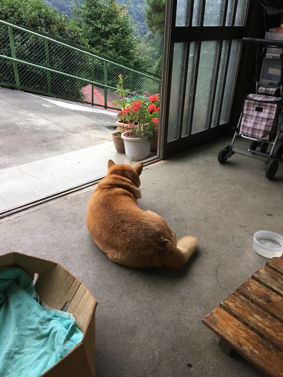 f:id:flamebutasu:20191006190324j:plain