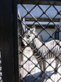 [ロシア][サンクトペテルブルク][動物園]