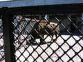 [ロシア][サンクトペテルブルク][動物園]レニングラード動物園／ヨーロッパバイソンらしい