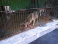 [ロシア][サンクトペテルブルク][動物園]