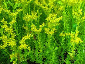 メキシコマンネングサ｜Wikipedia