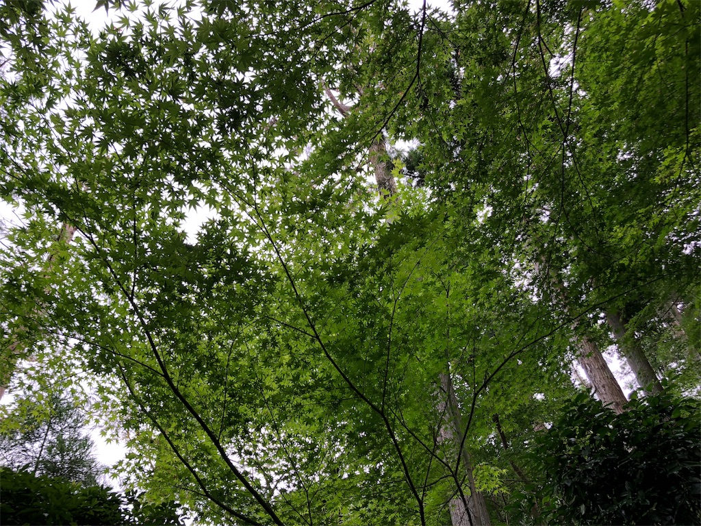 f:id:flemy:20180614213856j:image f:id:flemy:20180614213856j:image