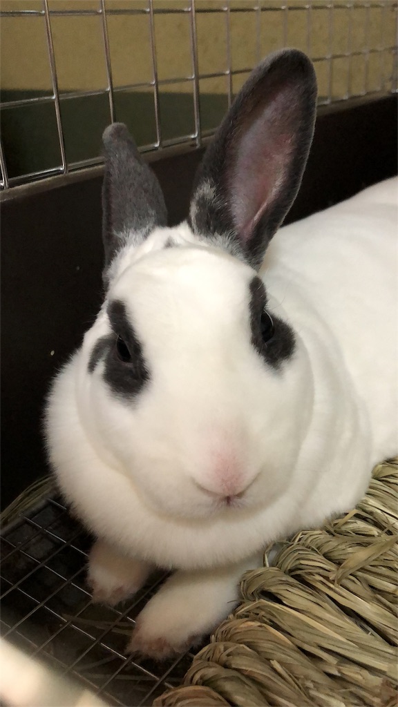 f:id:flemy:20180713220726j:image