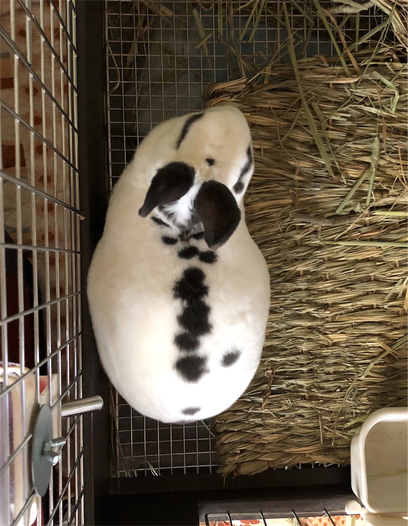 f:id:flemy:20180716083331j:image f:id:flemy:20180716083331j:image