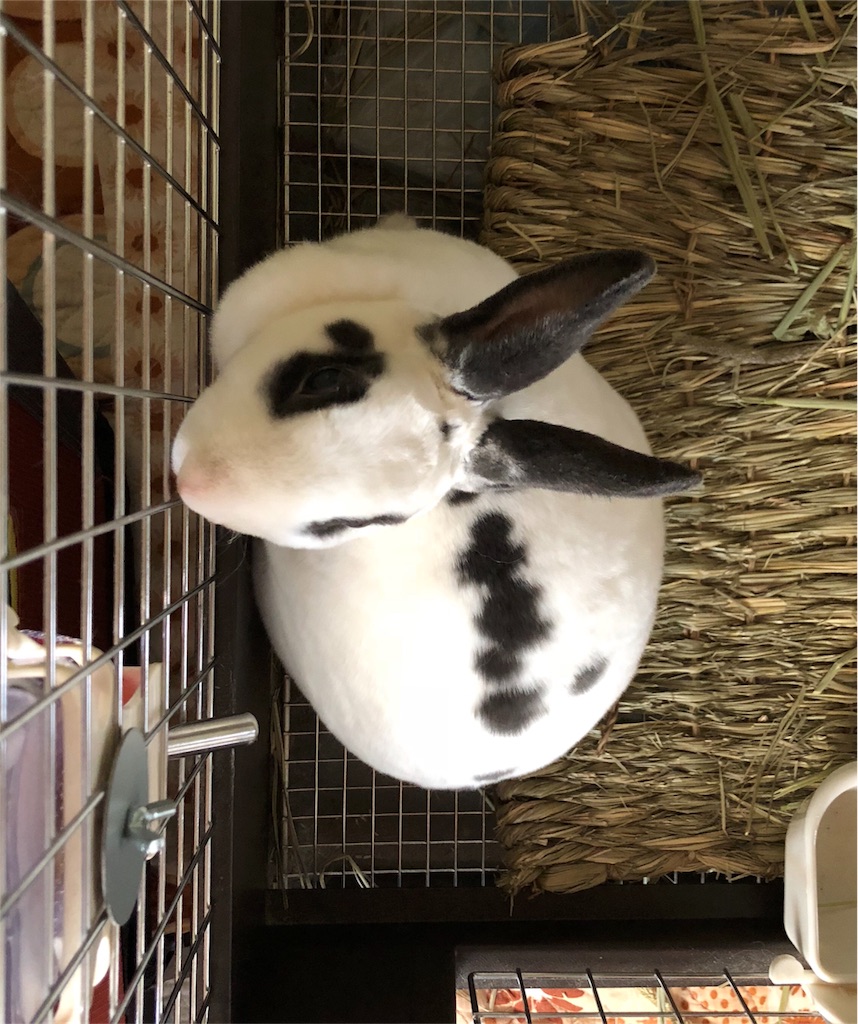 f:id:flemy:20180716083335j:image f:id:flemy:20180716083335j:image