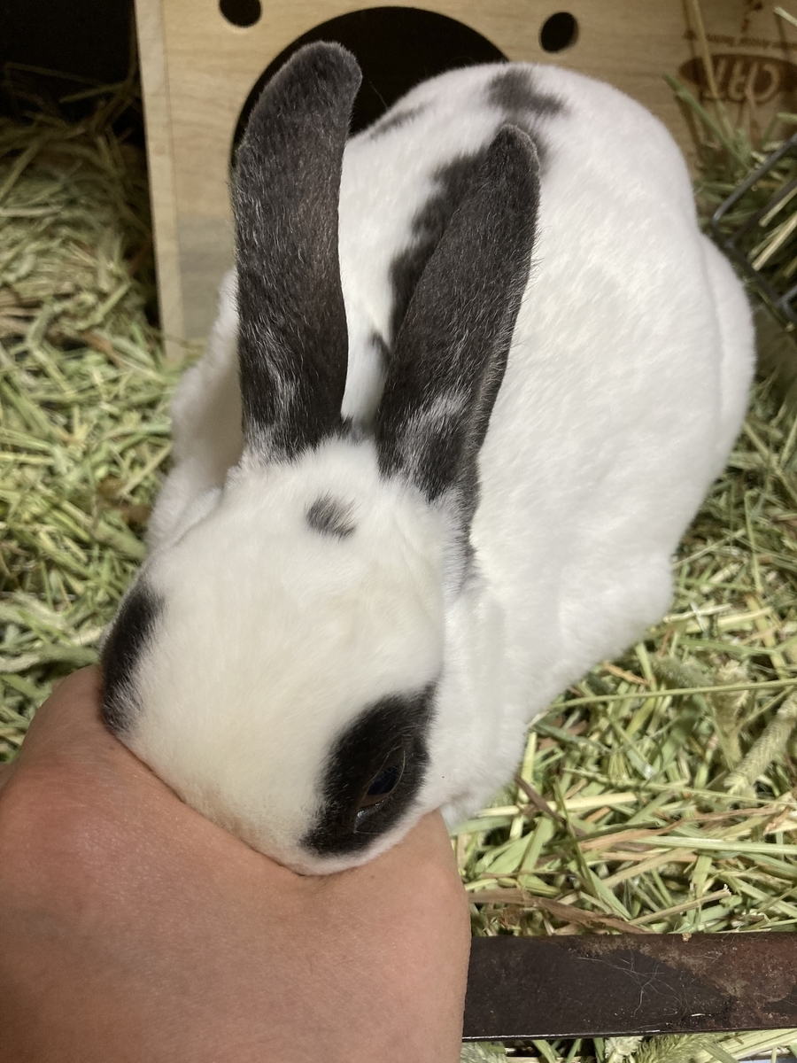 ふきちゃんがあまえてくる 兎徒然