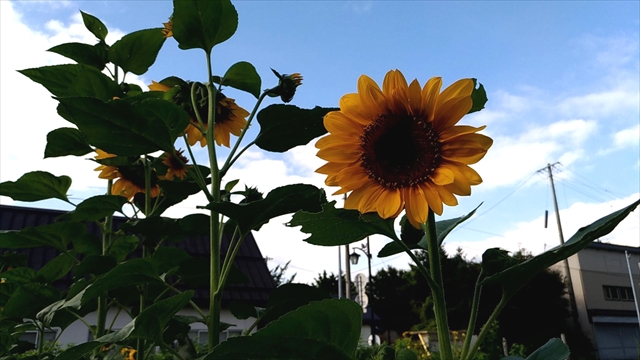 f:id:fleurdulapin:20210809085430j:plain