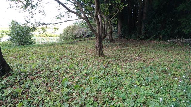 f:id:fleurdulapin:20211023225627j:plain