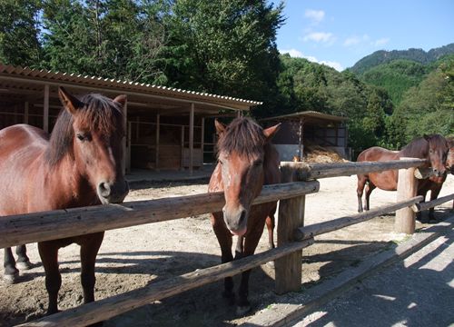 DSCF7798_R.jpg