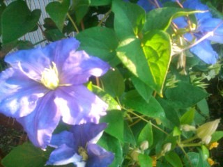 f:id:fleurette:20110604062027j:image f:id:fleurette:20110604062027j:image