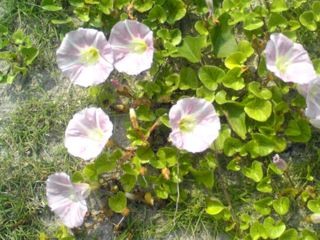 f:id:fleurette:20110607150012j:image f:id:fleurette:20110607150012j:image