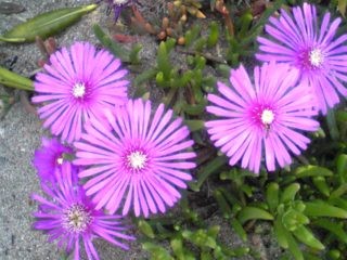 f:id:fleurette:20110607150046j:image f:id:fleurette:20110607150046j:image