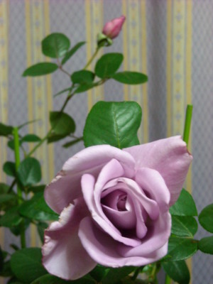 f:id:fleurette:20120621022023j:image