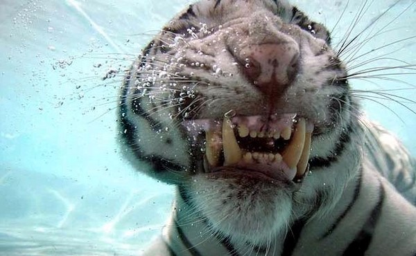 f:id:flexiblefish:20080725112523j:image