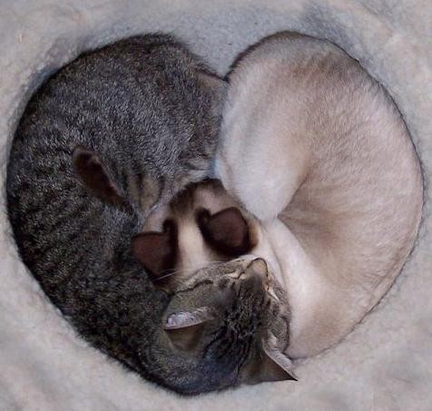 f:id:flexiblefish:20080926102433j:image