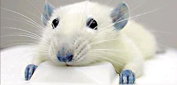 f:id:flexiblefish:20090729083506j:image