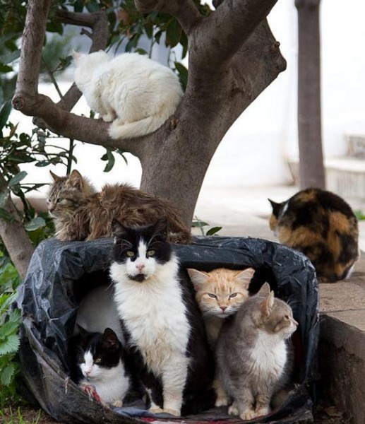 f:id:flexiblefish:20100821095407j:image