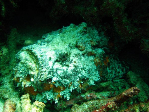 f:id:flexiblefish:20100828103553j:image