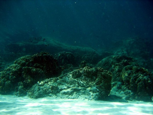 f:id:flexiblefish:20100828103554j:image