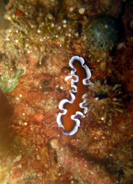 f:id:flexiblefish:20100828103555j:image