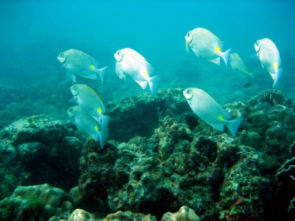 f:id:flexiblefish:20100828103556j:image