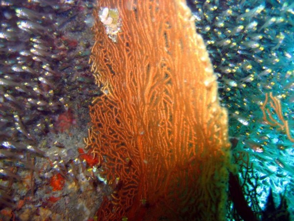 f:id:flexiblefish:20100828103557j:image