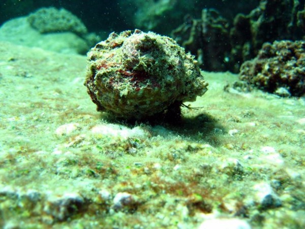 f:id:flexiblefish:20100828103558j:image