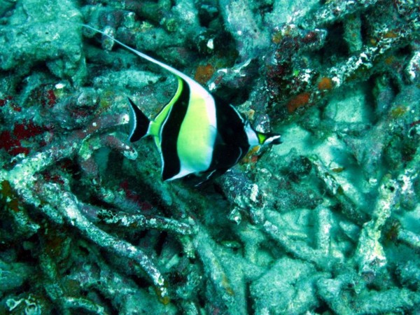 f:id:flexiblefish:20100828103559j:image