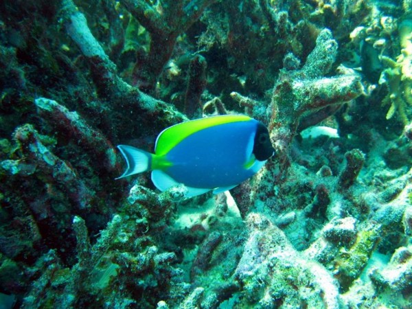 f:id:flexiblefish:20100828103600j:image