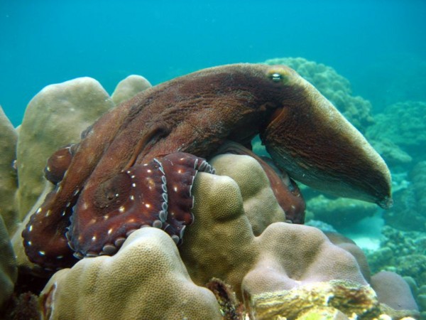 f:id:flexiblefish:20100828103601j:image